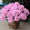 6-Pack UV Pink Hydrangea Bushes, 20" Lifelike Silk Flowers with Realistic Foliage, Durable Outdoor Decor by Floral Home